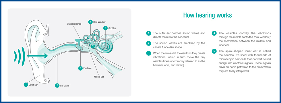 How Hearing Works